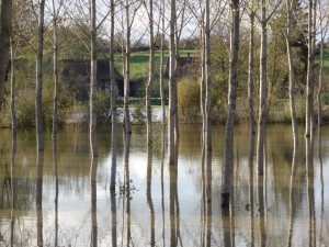 Prés inondés à Sens sur Seille